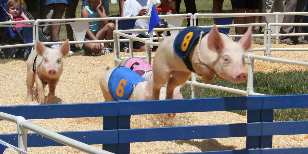 Pigs racing